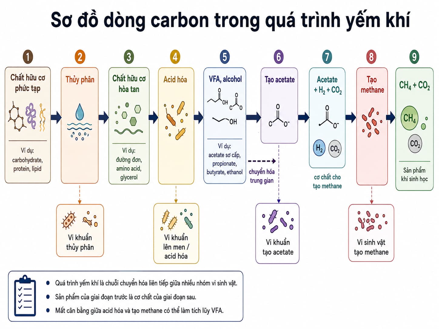 Dòng carbon qua các giai đoạn phân hủy chất hữu cơ trong quá trình yếm khí