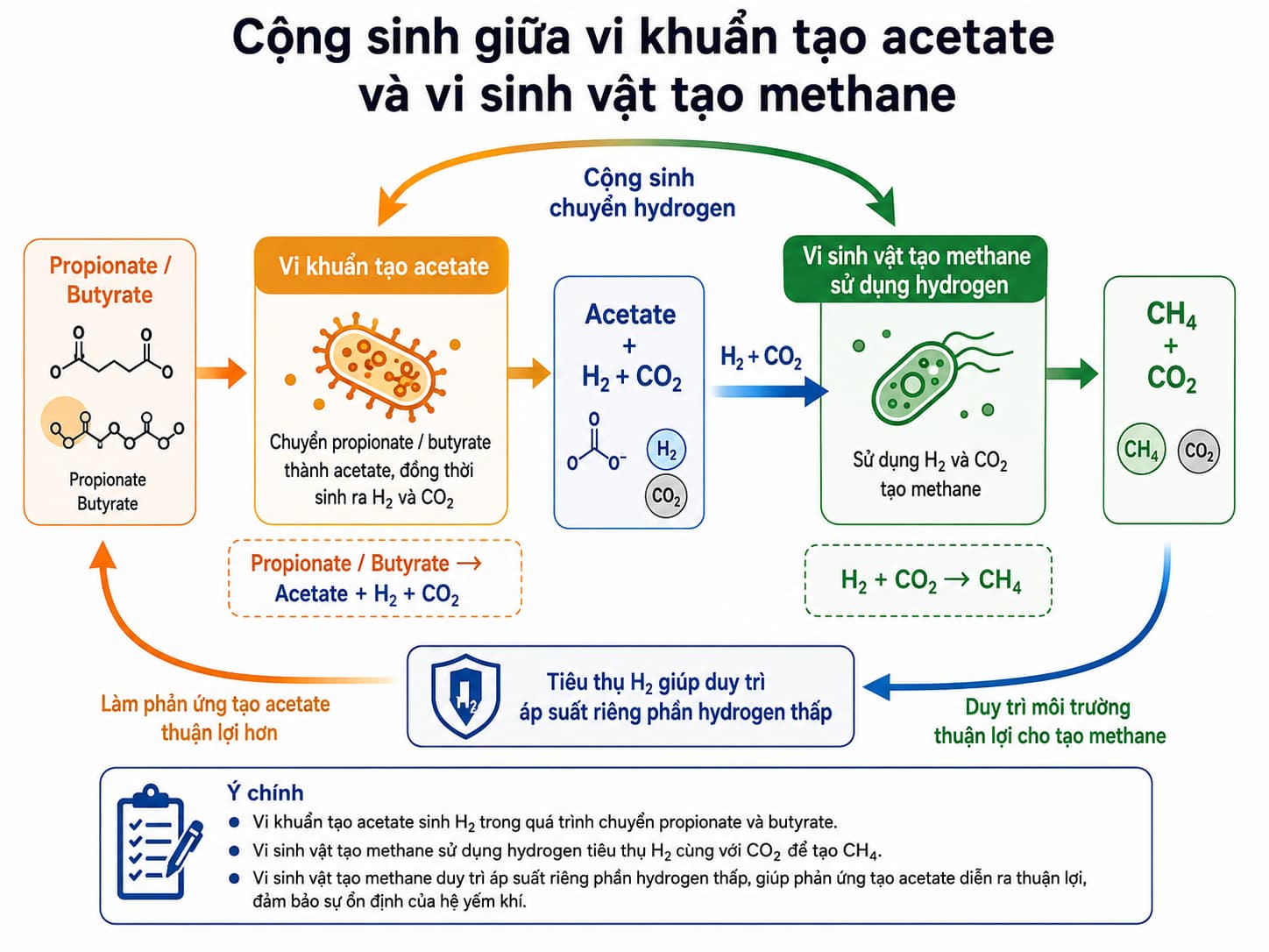 Quan hệ cộng sinh chuyển hydrogen trong quá trình phân hủy yếm khí