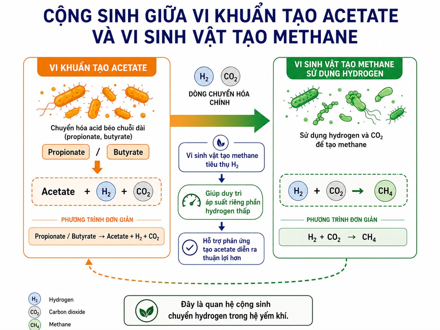 Cộng sinh chuyển hydrogen giữa vi khuẩn tạo acetate và vi sinh vật tạo methane
