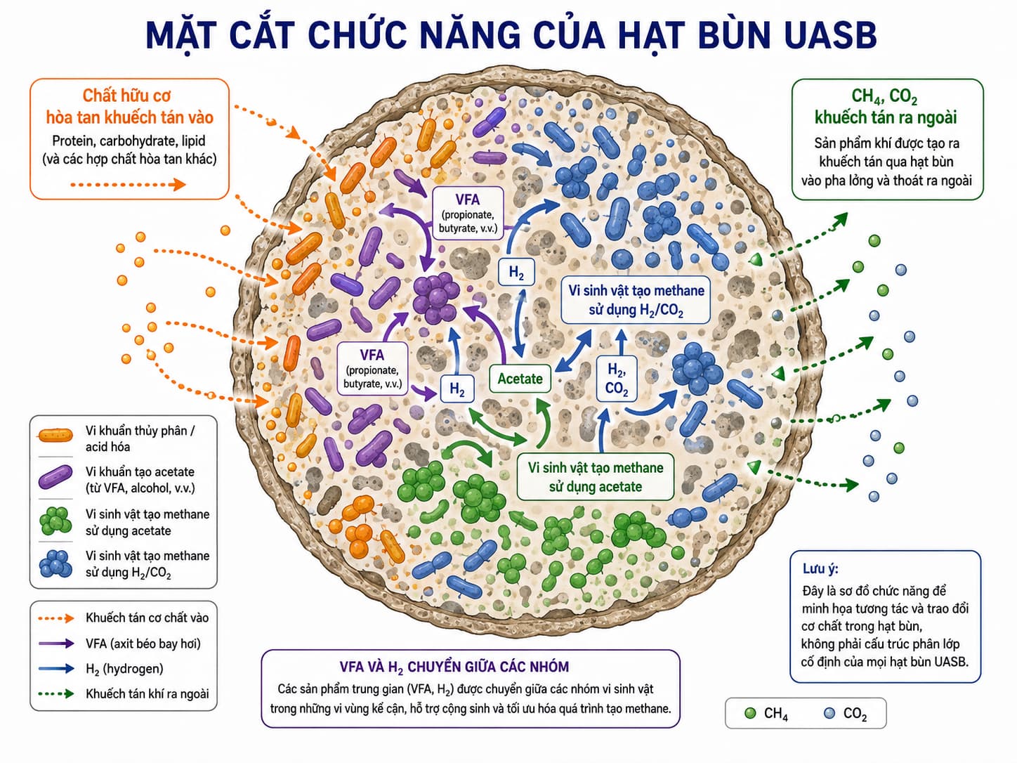 Cấu trúc vi sinh vật và trao đổi cơ chất trong hạt bùn UASB