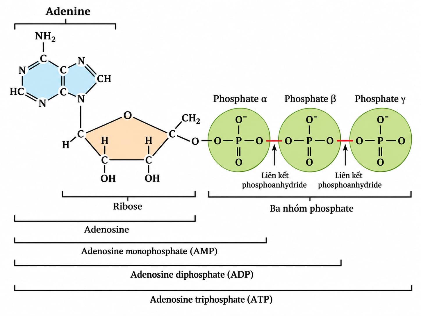 Cấu tạo phân tử ATP gồm adenine, ribose và ba nhóm phosphate