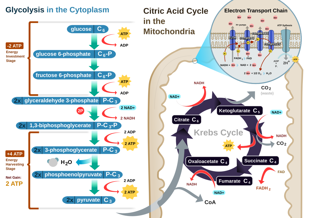 CellRespiration