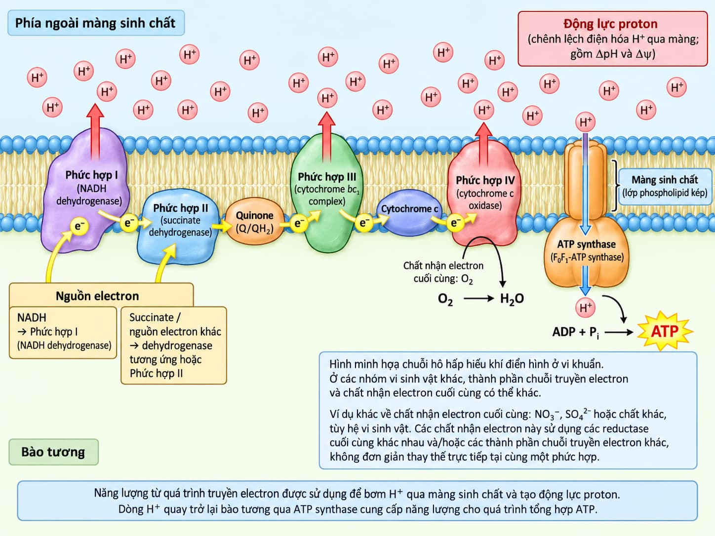 Chuỗi truyền electron, gradient proton và ATP synthase trên màng tế bào vi khuẩn