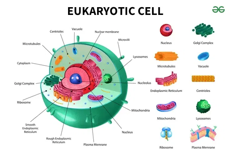 Eukaryotic cell