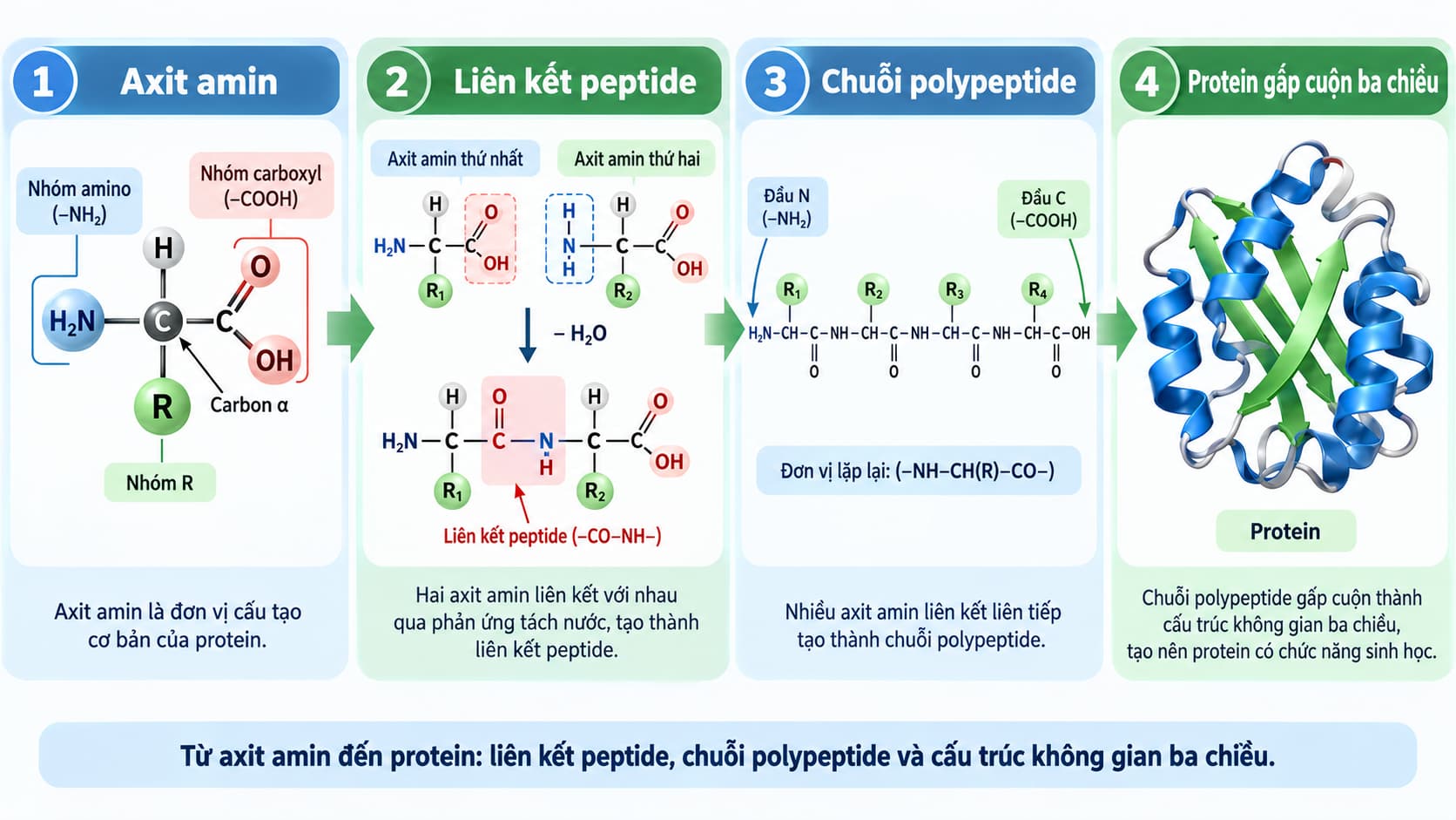 Quá trình hình thành protein từ các axit amin