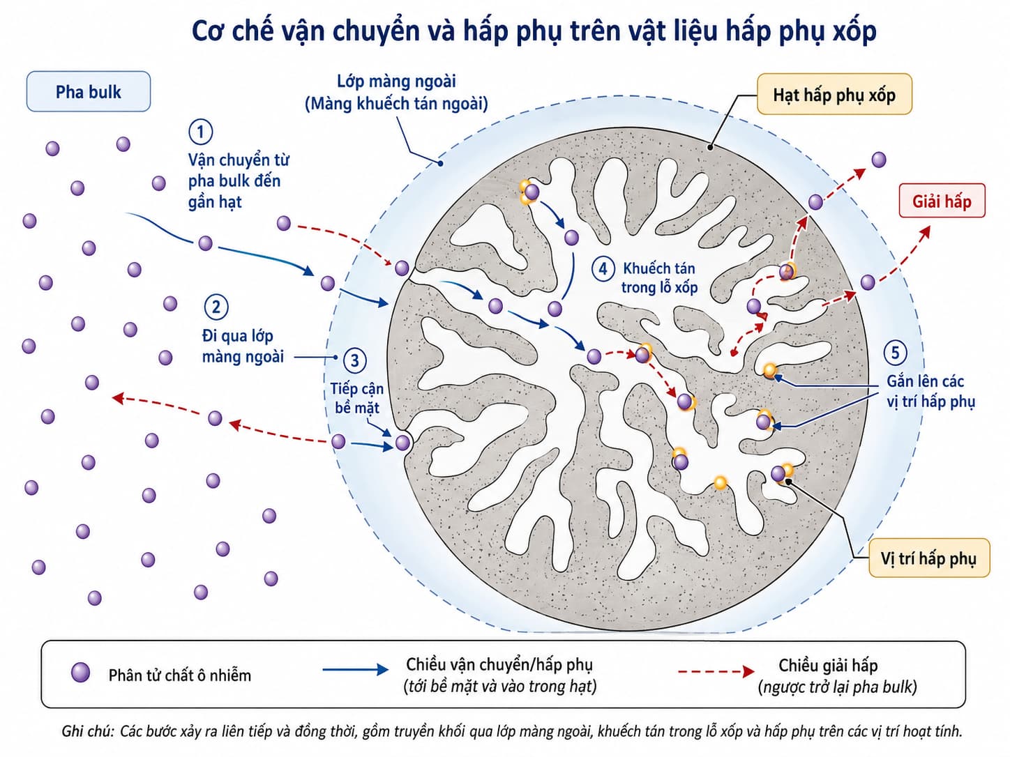 Cơ chế vận chuyển và hấp phụ chất ô nhiễm trên vật liệu hấp phụ xốp